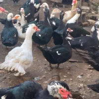 اردک اسراعیلی|حیوانات مزرعه|بهشهر, |دیوار