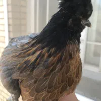 جوجه مرغ نژاد سلطان رنگ سیاه|حیوانات مزرعه|جم, |دیوار