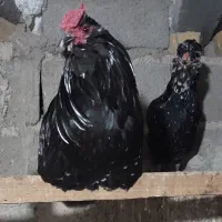 تخم مرغ نطفه دار گلین