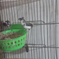 فنچ بنگالی جفت کاکلی