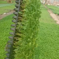 نهال نشا نشاء