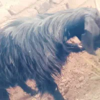 یک عدد ماده جهت مالداری|حیوانات مزرعه|خاش, |دیوار