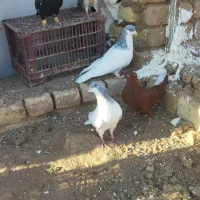 کفترچپ کبود دمسفید|پرنده|اقبالیه, |دیوار