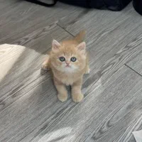 بریتیش کرم کاراملی دوماهه