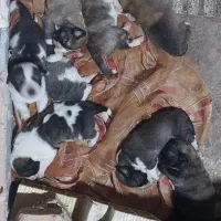 واگذاری توله سگ نر و ماده خراسانی