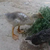جوجه نر قوغاز