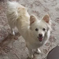 واگذاری پامر روباهی