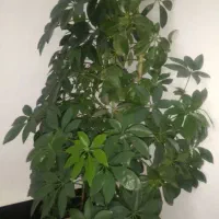 گل های آپارتمانی