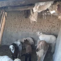 دوعدد نر سانان حدودا ۳۰کیلو هرکدام ۱۲۰۰۰۰۰۰ ملیون|حیوانات مزرعه|شیروان (خراسان), |دیوار