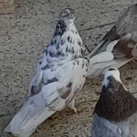 کبوتر گمشده