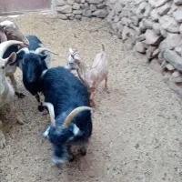 تعداد گوسفند سبک و سنگین کره نر و بره نر محلی|حیوانات مزرعه|زرند, |دیوار