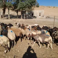 میش|حیوانات مزرعه|عسگران, |دیوار