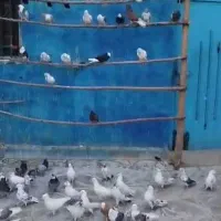 کبوتر غریب پرشی