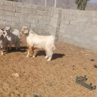 فروش سه عدد نر بز|حیوانات مزرعه|کهنوج, |دیوار
