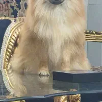 سگ‌ پامر خرسی