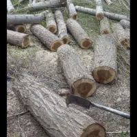 هرس وخرید  چوب