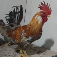 مرغ کرک با خروس|حیوانات مزرعه|شادگان, |دیوار