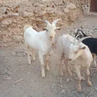 بزشیری سان