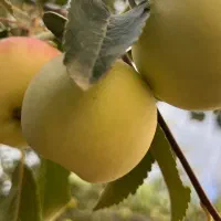 فروش سیب از درخت تازه