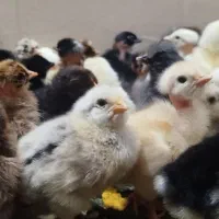 جوجه مرغ ۲ الی ۳ روزه