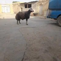 برچشم خوب رحمت قوچ ۳سالع افشاری سنگین وزن