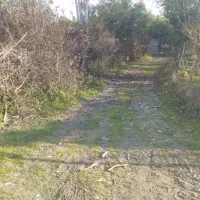 فروش-1-هکتار-زمین-کشاورزی