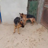 سگ ژرمن شپرد نر و ماده|سگ|لنجان, |دیوار