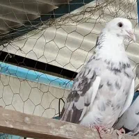 کبوتر کفتر گرفتنی