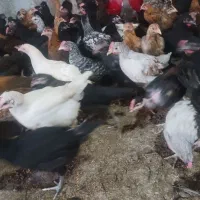 جوجه محلی|حیوانات مزرعه|مرودشت, محمد آباد|دیوار