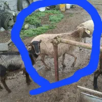 گوسفند رومانوف  حامله از نر رومن|حیوانات مزرعه|لاهیجان, بازکیاگوراب|دیوار