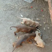 توله سگ.سگ شکاری.سگ