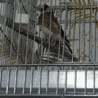 نرکوتاه بلند میزنه جوجه قفس رام رام