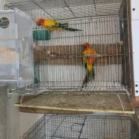 طوطی خورشیدی سانکانور خالص۱۰جفت|پرنده|تبریز, |دیوار