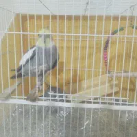 یک جفت عروس هلندی با یک عدد مرغ عشق