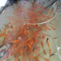 ماهی قرمز عید|ماهی|قم, انصار‌الحسین|دیوار