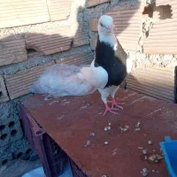 چندتاپرنده|پرنده|ایذه, |دیوار