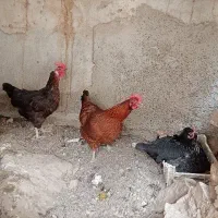 مرغ محلی تخم گذار