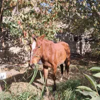 اسب مادیان آبستن|اسب و تجهیزات اسبسواری|گزنک, |دیوار