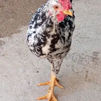 خروس گلین