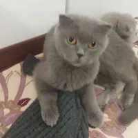 گربه اسکاتیش بلو و بریتیش بلو گلد|گربه|پرند, فاز ۶|دیوار