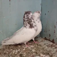 کبوتر کله خالدار نوک ریز چشم و نوک سفید