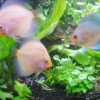 ماهی دیسکس و آنجل آکواریوم