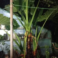 دو عددباباآدم غول هر کدوم با چندتا پاجوش بزرگ|گل و گیاه طبیعی|لاهیجان, جمهوری|دیوار