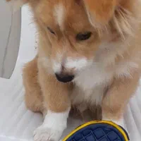 فروش سگ خانگی