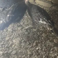 جوجه بوغلمون|حیوانات مزرعه|تربت‌حیدریه, دیزقند|دیوار