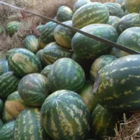 هندوانه گاوی