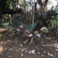 خروس لاری افغان|حیوانات مزرعه|سنگر, |دیوار