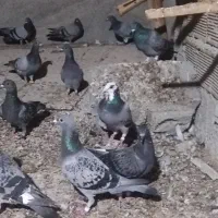 کبوتر شهری سبز همه نره|پرنده|برازجان, |دیوار