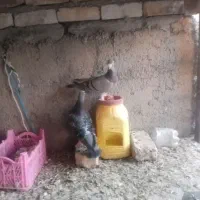 کبوتر