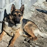 سگ ژرمن ورک لاین